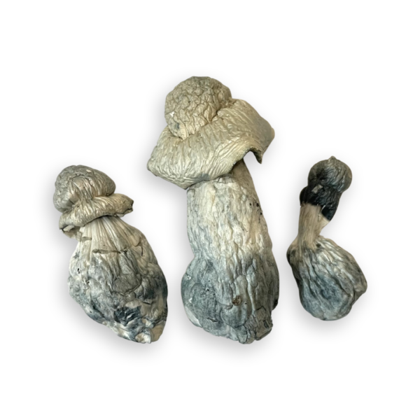 Albino Penis Envy Magic Mushroom - Image 2