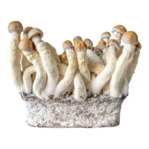 Buy Albino Penis Envy Magic Mushroom Online, Albino Penis Envy magic mushroom, APE mushroom strain, Albino Penis Envy spores for sale, Albino Penis Envy psilocybin, How strong is Albino Penis Envy?, What’s the best way to grow APE mushrooms?, What are the effects of APE mushrooms?, Albino Penis Envy trip experience, Albino Penis Envy for PTSD or anxiety, APE mushrooms and introspection, Ego death with Albino Penis Envy, Is Albino Penis Envy legal in [region]?, Albino Penis Envy side effects, Safe dosage of APE mushrooms, High-potency magic mushroom safetyx, APE mushrooms for therapeutic use