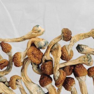 Buy Blue Goba Magic Mushroom Online, Blue Goba mushrooms for sale, Purchase Blue Goba shrooms online, Order Blue Goba magic mushrooms Canada, Blue Goba psilocybin mushrooms online, Where to buy Blue Goba magic mushrooms safely, Effects of Blue Goba mushrooms, Blue Goba psilocybin mushroom dosage, Best website to buy Blue Goba shrooms online, Blue Goba mushroom strain review, High-potency Blue Goba shrooms, Blue Goba vs Golden Teacher, Are Blue Goba mushrooms legal in Canada?, Are Blue Goba mushrooms legal in USA?, Are Blue Goba mushrooms legal in UK?, Safe use of Blue Goba magic mushrooms, Blue Goba shroom trip effects, Psilocybin journey with Blue Goba, Blue Goba for creativity and insight