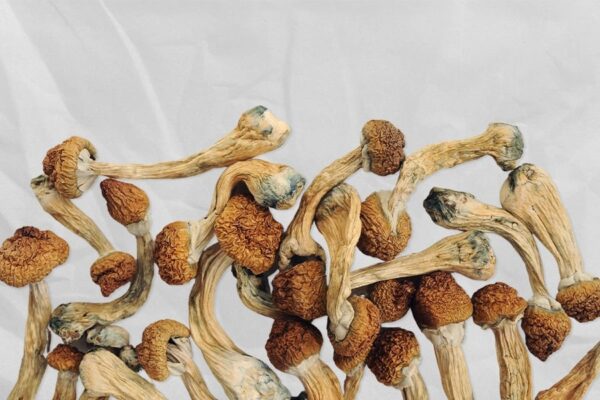 Buy Blue Goba Magic Mushroom Online, Blue Goba mushrooms for sale, Purchase Blue Goba shrooms online, Order Blue Goba magic mushrooms Canada, Blue Goba psilocybin mushrooms online, Where to buy Blue Goba magic mushrooms safely, Effects of Blue Goba mushrooms, Blue Goba psilocybin mushroom dosage, Best website to buy Blue Goba shrooms online, Blue Goba mushroom strain review, High-potency Blue Goba shrooms, Blue Goba vs Golden Teacher, Are Blue Goba mushrooms legal in Canada?, Are Blue Goba mushrooms legal in USA?, Are Blue Goba mushrooms legal in UK?, Safe use of Blue Goba magic mushrooms, Blue Goba shroom trip effects, Psilocybin journey with Blue Goba, Blue Goba for creativity and insight