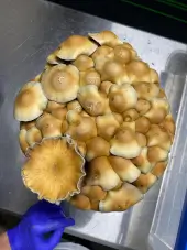 Buy Cascadian Teacher Cloud920® Online, Is Cascadian Teacher Cloud920® legal?, Cascadian Teacher mushroom dosage guide, Cascadian Teacher trip experience, Cascadian Teacher psychedelic effects, Trip reports Cascadian Teacher Cloud920®, Microdosing Cascadian Teacher benefits, Spiritual insights with Cascadian Teacher mushrooms, Psilocybe cubensis Cascadian Teacher grow tips, Cascadian Teacher substrate recommendations, High yield Cascadian Teacher mushroom strains, How to grow Cascadian Teacher Cloud920®, Cascadian Teacher Cloud920® mushroom effects, Cascadian Teacher Cloud920® potency and yield, Cascadian Teacher mushroom cultivation guide, Cloud920 Cascadian Teacher strain