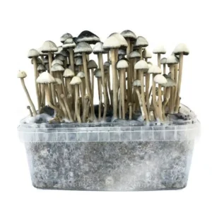 Buy Panaeolus Cyanescens| Copelandia Online, Is Panaeolus cyanescens legal?, Safe dosage for Copelandia mushrooms, Panaeolus cyanescens side effects, Harm reduction tips for Panaeolus cyanescens, Growing Panaeolus cyanescens step-by-step, Copelandia mushroom growing guide, Panaeolus cyanescens habitat and appearance, Panaeolus cyanescens vs Psilocybe cubensis, Spore syringe for Copelandia mushrooms, Effects of Panaeolus cyanescens mushrooms, Panaeolus cyanescens potency and dosage, How to grow Panaeolus cyanescens, Differences between Copelandia and Psilocybe cubensis, Where to buy Copelandia mushrooms online, Buy Panaeolus cyanescens spores, Panaeolus cyanescens magic mushrooms, Copelandia for sale
