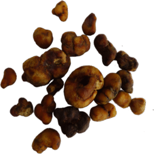 Buy Magic Tuffles Atlantis Online, Are Magic Truffles Atlantis legal?, Safe dosage for Atlantis psilocybin truffles, Atlantis truffles side effects, Harm reduction tips for Atlantis Magic Truffles, Effects of Magic Truffles Atlantis, Magic Truffles Atlantis dosage guide, How to use Atlantis magic truffles, Atlantis Magic Truffles experience report, Where to buy Magic Truffles Atlantis, Atlantis Magic Truffles potency and effects, Visual and mental effects of Atlantis truffles, Atlantis Magic Truffles for intense trips, Microdosing Atlantis psilocybin truffles benefits, Atlantis Magic Truffles trip duration, Psilocybin truffles Atlantis strain, Atlantis magic truffles for sale, Atlantis psilocybin truffles