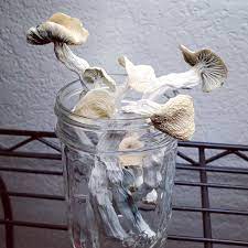 Buy True Albino Teacher Cloud920® Online, True Albino Teacher Cloud920®, Cloud920 True Albino Teacher mushrooms, Buy True Albino Teacher spores, True Albino psilocybe cubensis Cloud920, Where to buy True Albino Teacher Cloud920® spores, Grow True Albino Teacher Cloud920® step-by-step, Psilocybe cubensis True Albino Teacher, Cloud920 albino mushroom genetics, True Albino Teacher spawn and substrate guide, Are True Albino Teacher mushrooms legal?, True Albino Teacher mushroom identification and safety, Albino Teacher psilocybin side effects, True Albino Teacher psychedelic journey, Visual and introspective effects of True Albino Teacher, Albino Teacher microdosing benefits