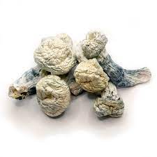 Buy Jack Frost Cloud920® XL Online, Buy Jack Frost Cloud920 XL spores, Jack Frost psilocybin mushrooms, Cloud920 Jack Frost strain, What is Jack Frost Cloud920 XL?, How strong is Jack Frost compared to other strains?, Is Jack Frost Cloud920 XL legal?, High-yield Jack Frost Cloud920 XL cultivation tips, Growing Jack Frost psilocybe cubensis, Jack Frost substrate recommendations, Jack Frost Cloud920 XL mushroom effects, Jack Frost vs Golden Teacher strain, Jack Frost Cloud920 XL potency and yield, Jack Frost Cloud920 XL trip report, Jack Frost mushroom microdosing benefits, Spiritual journey with Jack Frost mushrooms,