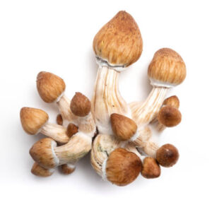 Buy Golden Teacher Mushroom Online, How much Golden Teacher should I take?, Golden Teacher mushroom, Golden Teacher psilocybin, Are Golden Teacher mushrooms easy to grow?, Golden Teacher spores for sale, What is the Golden Teacher mushroom strain?, Effects of Golden Teacher mushrooms, Golden Teacher mushroom trip experience, How to grow Golden Teacher mushrooms, Psilocybe cubensis Golden Teacher cultivation, Is Golden Teacher mushroom legal in [your country]?, Golden Teacher microdosing benefits, Golden Teacher psychedelic safety tips, Side effects of Golden Teacher mushrooms, Golden Teacher for self-discovery, How strong is Golden Teacher?, Golden Teacher for anxiety and depression, Golden Teacher and ego dissolution