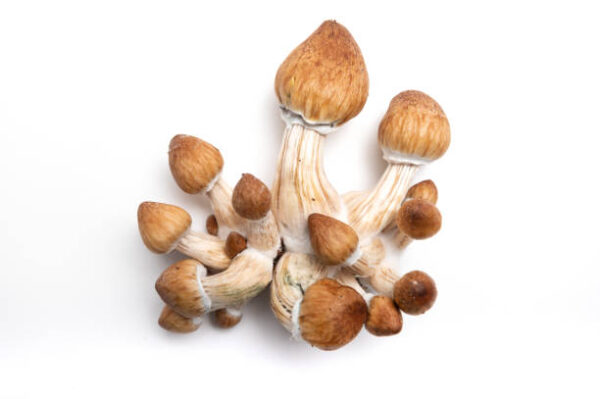 Buy Golden Teacher Mushroom Online, How much Golden Teacher should I take?, Golden Teacher mushroom, Golden Teacher psilocybin, Are Golden Teacher mushrooms easy to grow?, Golden Teacher spores for sale, What is the Golden Teacher mushroom strain?, Effects of Golden Teacher mushrooms, Golden Teacher mushroom trip experience, How to grow Golden Teacher mushrooms, Psilocybe cubensis Golden Teacher cultivation, Is Golden Teacher mushroom legal in [your country]?, Golden Teacher microdosing benefits, Golden Teacher psychedelic safety tips, Side effects of Golden Teacher mushrooms, Golden Teacher for self-discovery, How strong is Golden Teacher?, Golden Teacher for anxiety and depression, Golden Teacher and ego dissolution